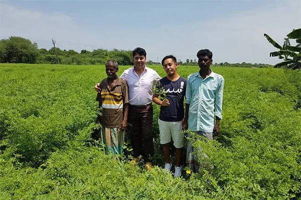 henna firms for henna export