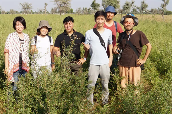 henna firm for export