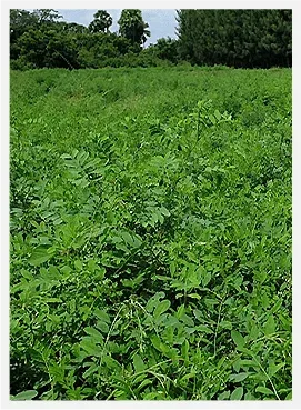 KEO-Finest-Quality-of-Indigo-Leaves-1